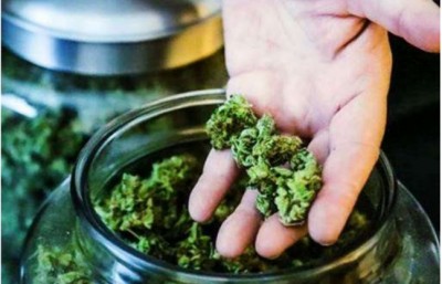 Audccon - Maconha: entenda o que é a ação no STF que pode autorizar o porte pessoal